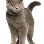 pisica Scottish Fold violet