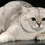 pisica Scottish Fold violet