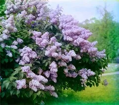 Cât de util liliac Cât de util liliac