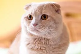pisica Scottish Fold violet