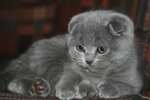 pisica Scottish Fold violet