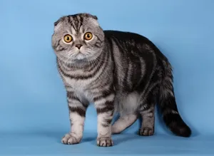 pisica Scottish Fold violet