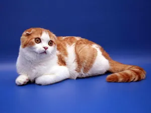pisica Scottish Fold violet