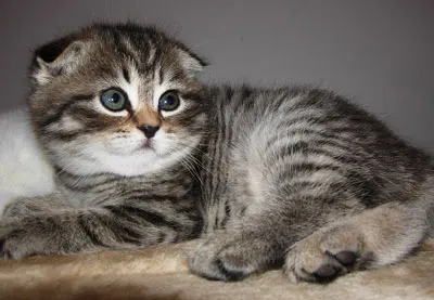pisica Scottish Fold violet pisica Scottish Fold violet