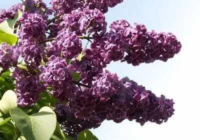 Cât de util liliac