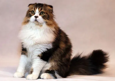 pisica Scottish Fold violet pisica Scottish Fold violet
