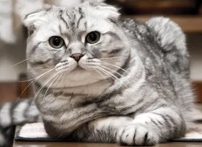 pisica Scottish Fold violet pisica Scottish Fold violet