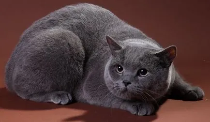 pisica Scottish Fold violet