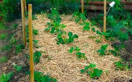 Când să planteze castraveți în teren deschis Când să planteze castraveți în teren deschis
