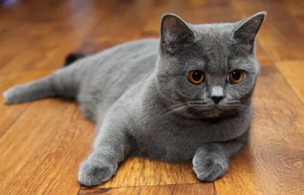 pisica Scottish Fold violet