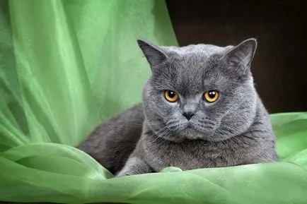 pisica Scottish Fold violet
