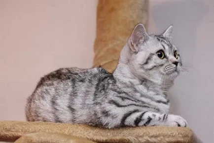 pisica Scottish Fold violet
