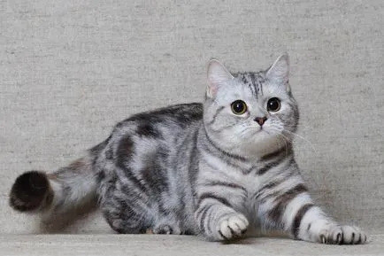 pisica Scottish Fold violet
