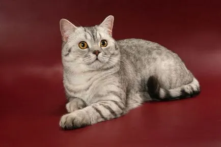 pisica Scottish Fold violet