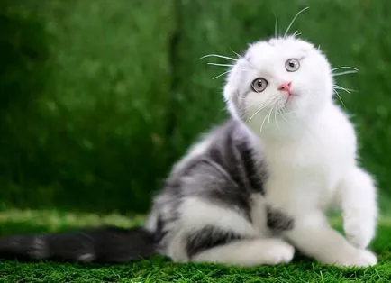 pisica Scottish Fold violet pisica Scottish Fold violet