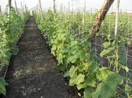 Când să planteze castraveți în teren deschis Când să planteze castraveți în teren deschis