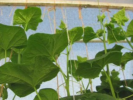 Când să planteze castraveți în teren deschis Când să planteze castraveți în teren deschis