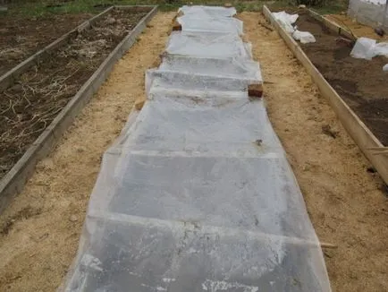 Când să planteze castraveți în teren deschis Când să planteze castraveți în teren deschis