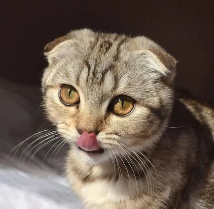 pisica Scottish Fold violet pisica Scottish Fold violet