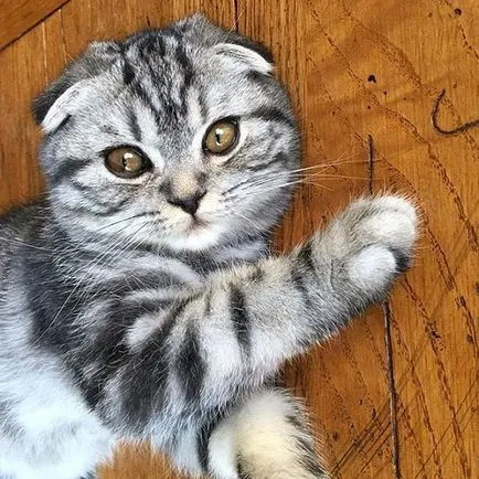 pisica Scottish Fold violet pisica Scottish Fold violet