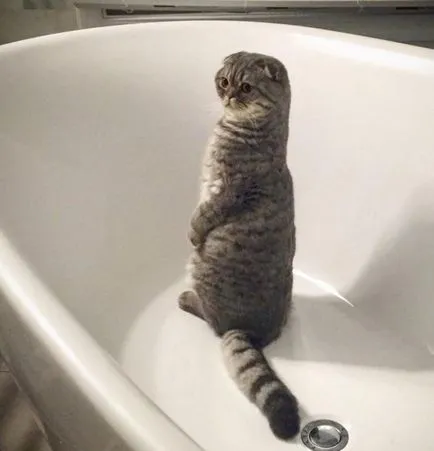 pisica Scottish Fold violet pisica Scottish Fold violet