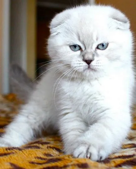 pisica Scottish Fold violet pisica Scottish Fold violet