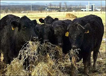 Vaca mănâncă iarbă