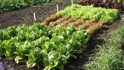 Acest lucru poate fi plantat cu roșii