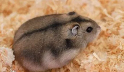 Ca hamsteri da nastere Ca hamsteri da nastere