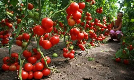Varietatea de tomate pentru seră