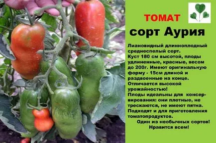 Varietatea de tomate pentru seră