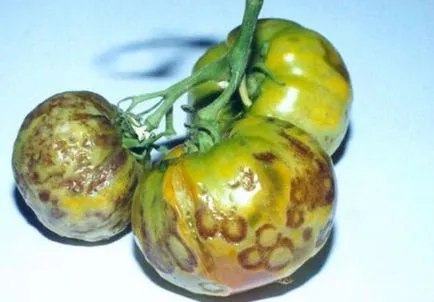 Varietatea de tomate pentru seră