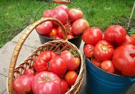 Varietatea de tomate pentru seră