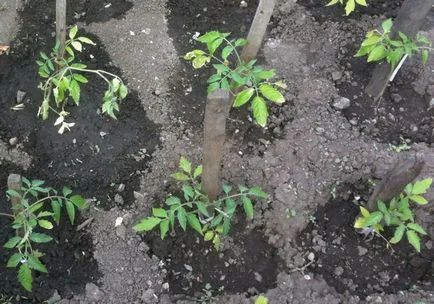 Varietatea de tomate pentru seră