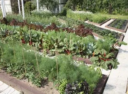 Acest lucru poate fi plantat cu roșii