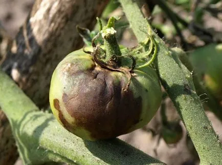 Varietatea de tomate pentru seră
