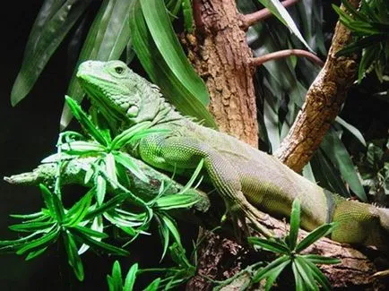 Că mânca Iguanele