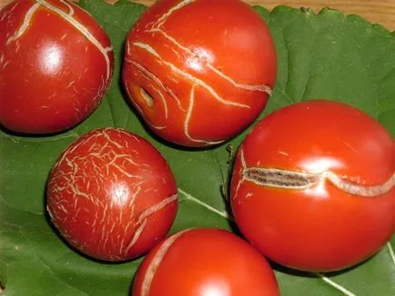 Varietatea de tomate pentru seră