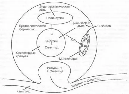 peptidele Hormonul