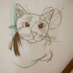 schite de pisici