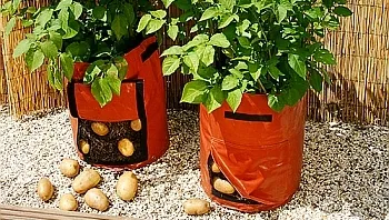 Cultivarea cartofi în saci Cultivarea cartofi în saci