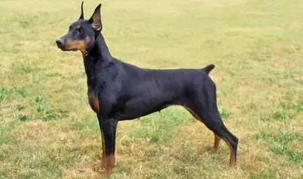 Cel mai tare câine