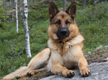 Cel mai tare câine