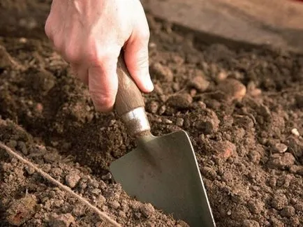 Cum să crească căpșuni în câmp deschis Cum să crească căpșuni în câmp deschis
