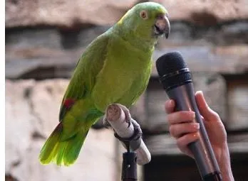 Cum să învețe să vorbească papagali