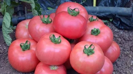 Varietatea de tomate pentru seră