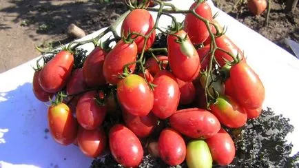 Varietatea de tomate pentru seră