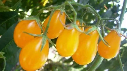 Varietatea de tomate pentru seră