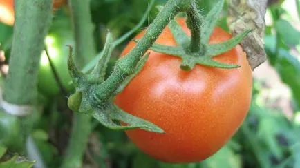 Varietatea de tomate pentru seră