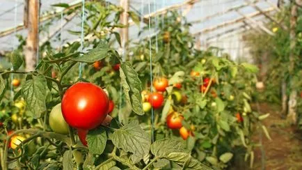 Varietatea de tomate pentru seră